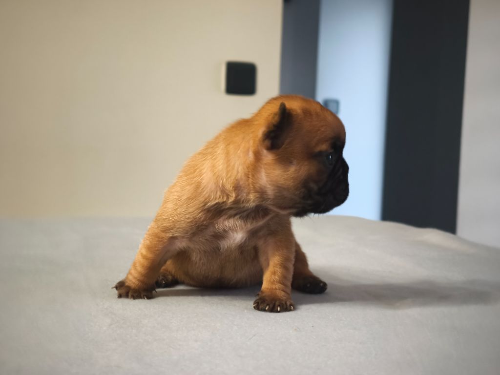 Des Bulls De L'Odon - Chiot disponible  - Bouledogue français