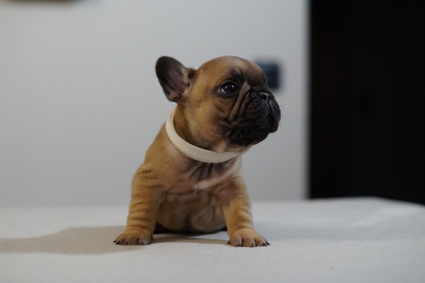 Des Bulls De L'Odon - Chiots disponibles - Bouledogue français