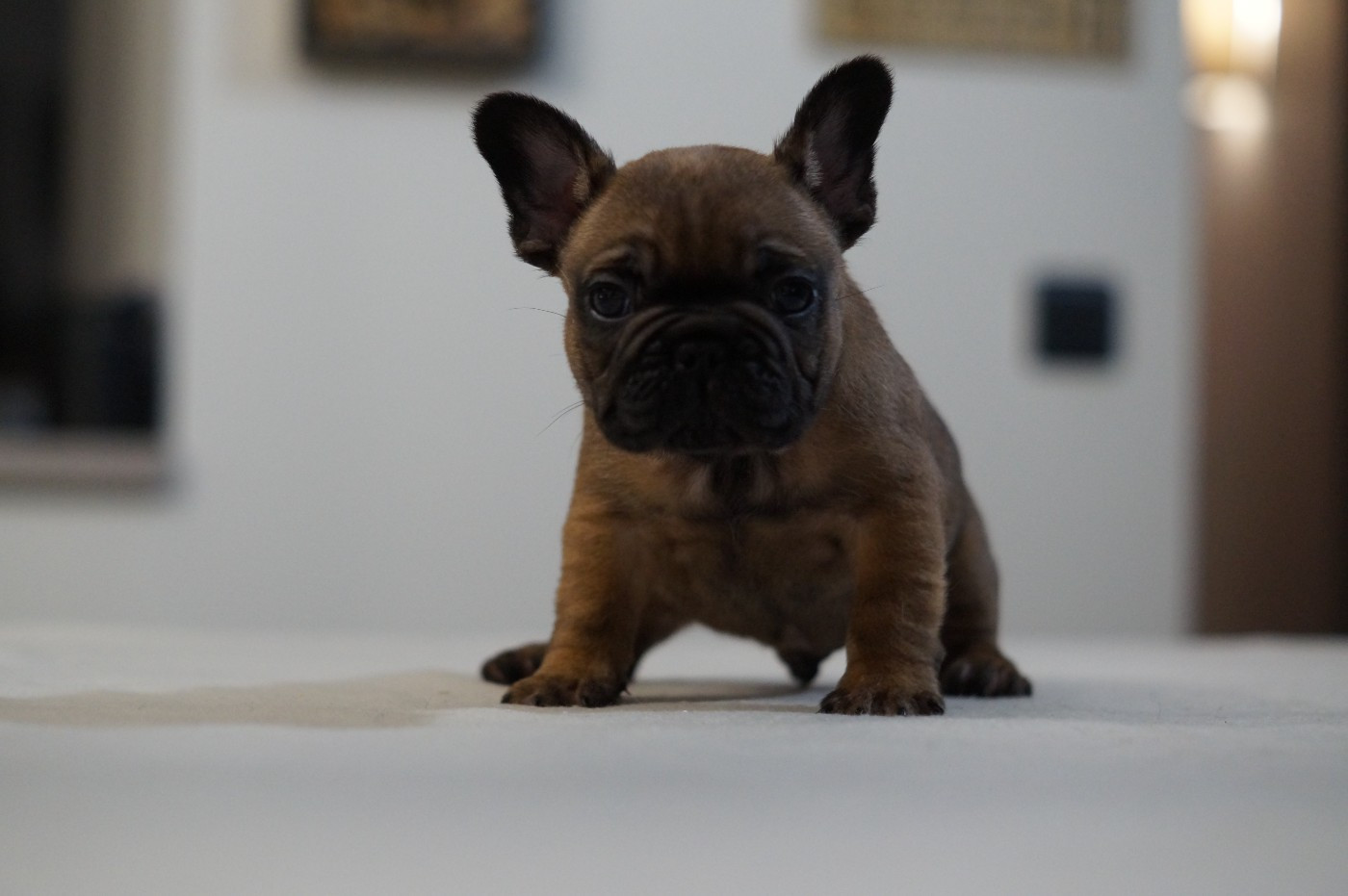 Des Bulls De L'Odon - Bouledogue français - Portée née le 30/10/2025