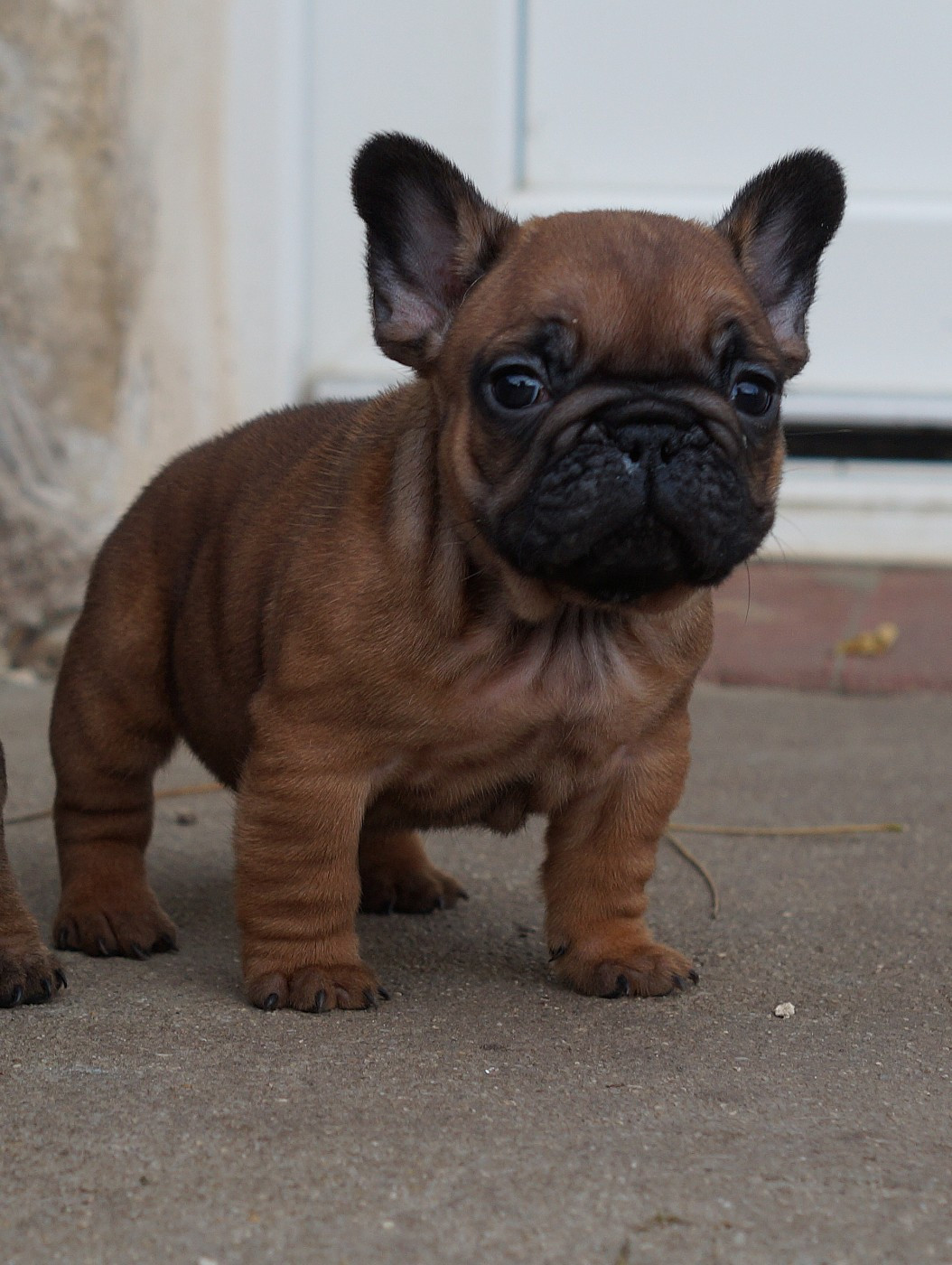 Des Bulls De L'Odon - Bouledogue français - Portée née le 04/11/2025