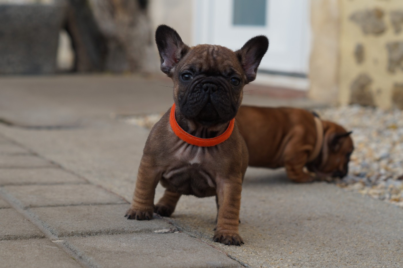 Des Bulls De L'Odon - Chiots disponibles - Bouledogue français