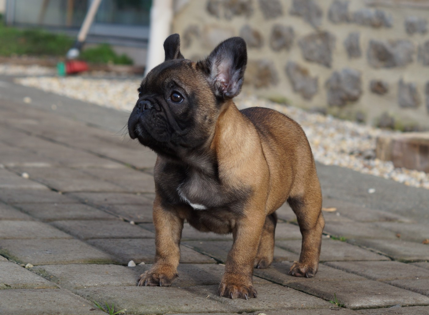 Des Bulls De L'Odon - Chiots disponibles - Bouledogue français