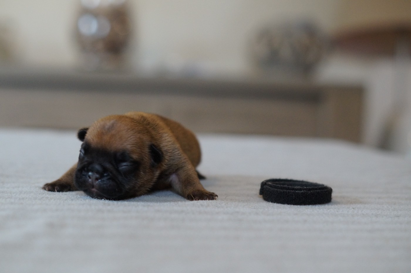 Des Bulls De L'Odon - Chiots disponibles - Bouledogue français
