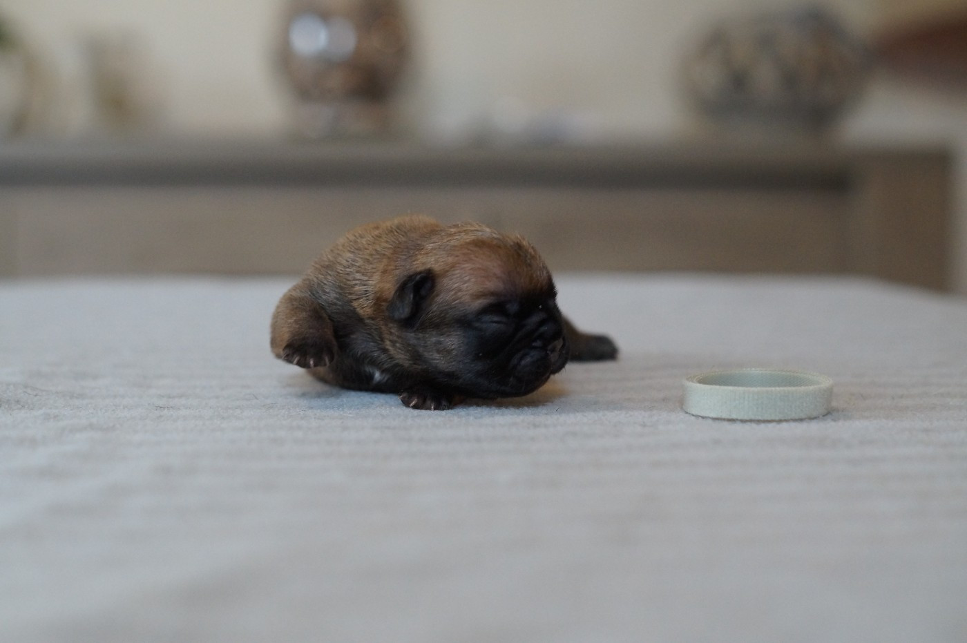 Des Bulls De L'Odon - Chiots disponibles - Bouledogue français