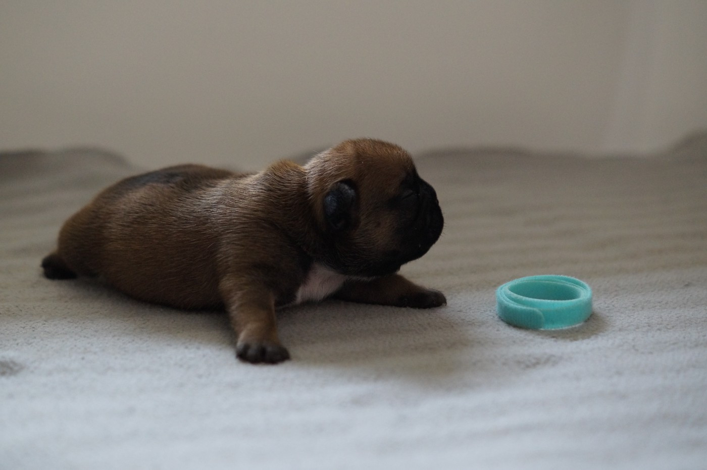Des Bulls De L'Odon - Chiots disponibles - Bouledogue français
