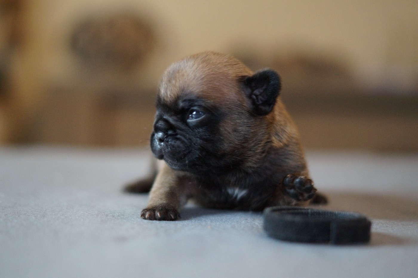 Des Bulls De L'Odon - Chiots disponibles - Bouledogue français