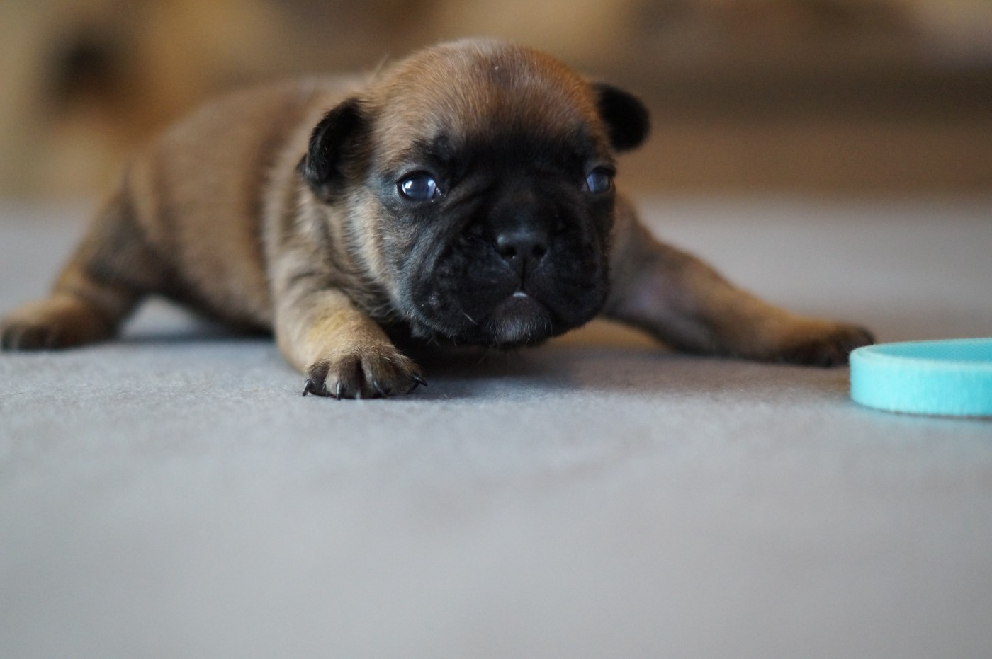 Des Bulls De L'Odon - Chiots disponibles - Bouledogue français