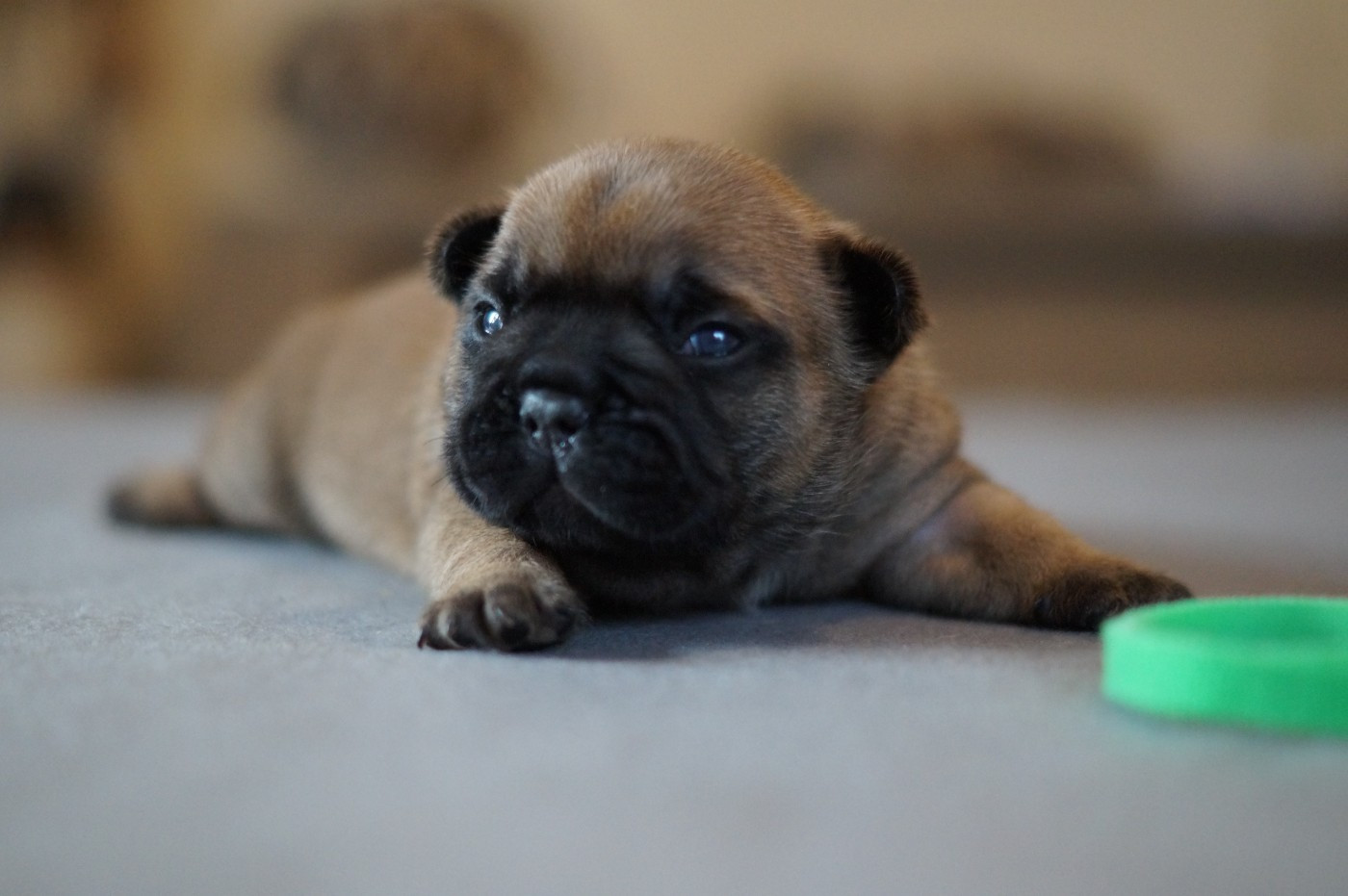 Des Bulls De L'Odon - Chiots disponibles - Bouledogue français