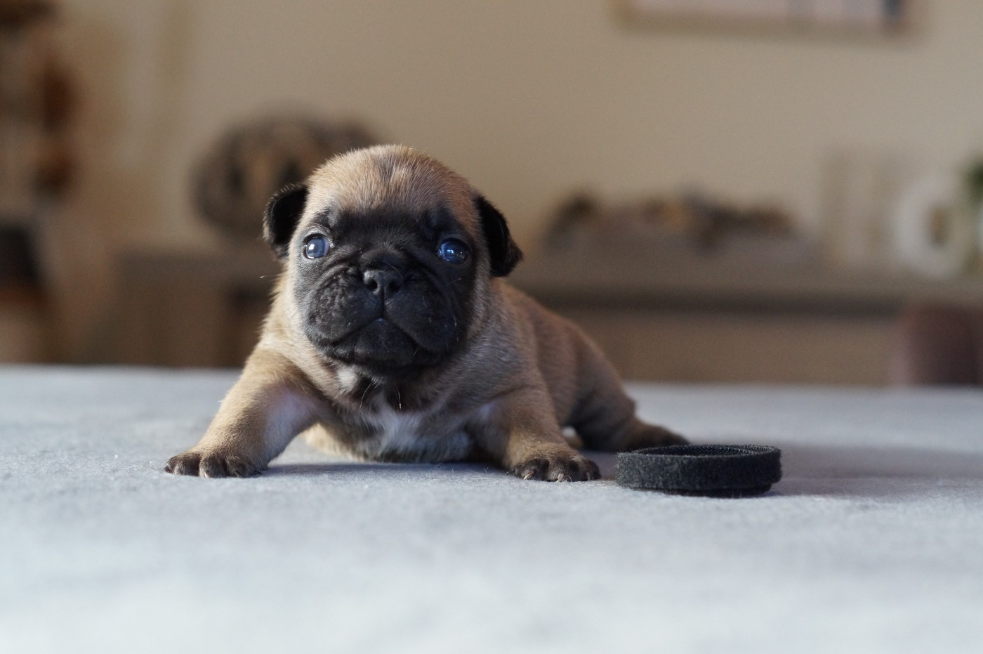 Des Bulls De L'Odon - Chiots disponibles - Bouledogue français