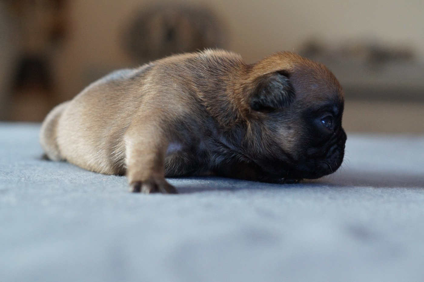 Des Bulls De L'Odon - Chiots disponibles - Bouledogue français