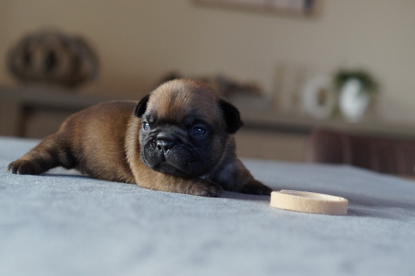 Des Bulls De L'Odon - Chiots disponibles - Bouledogue français