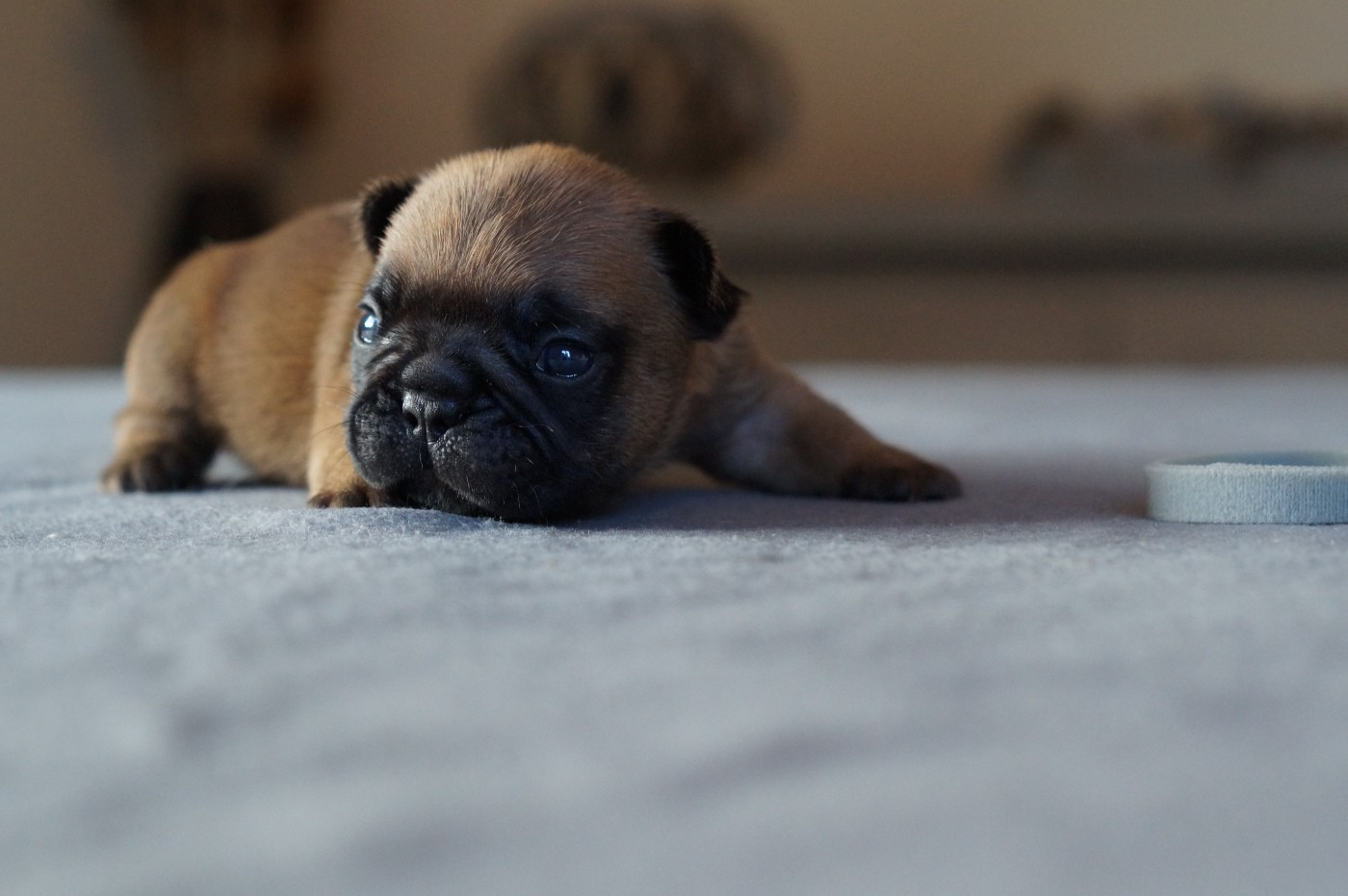 Des Bulls De L'Odon - Chiots disponibles - Bouledogue français