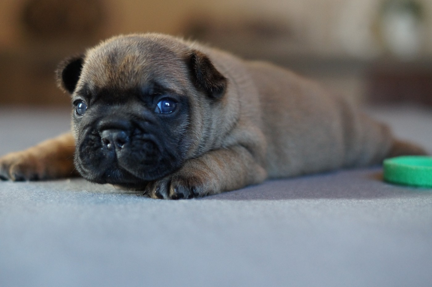 Des Bulls De L'Odon - Chiots disponibles - Bouledogue français