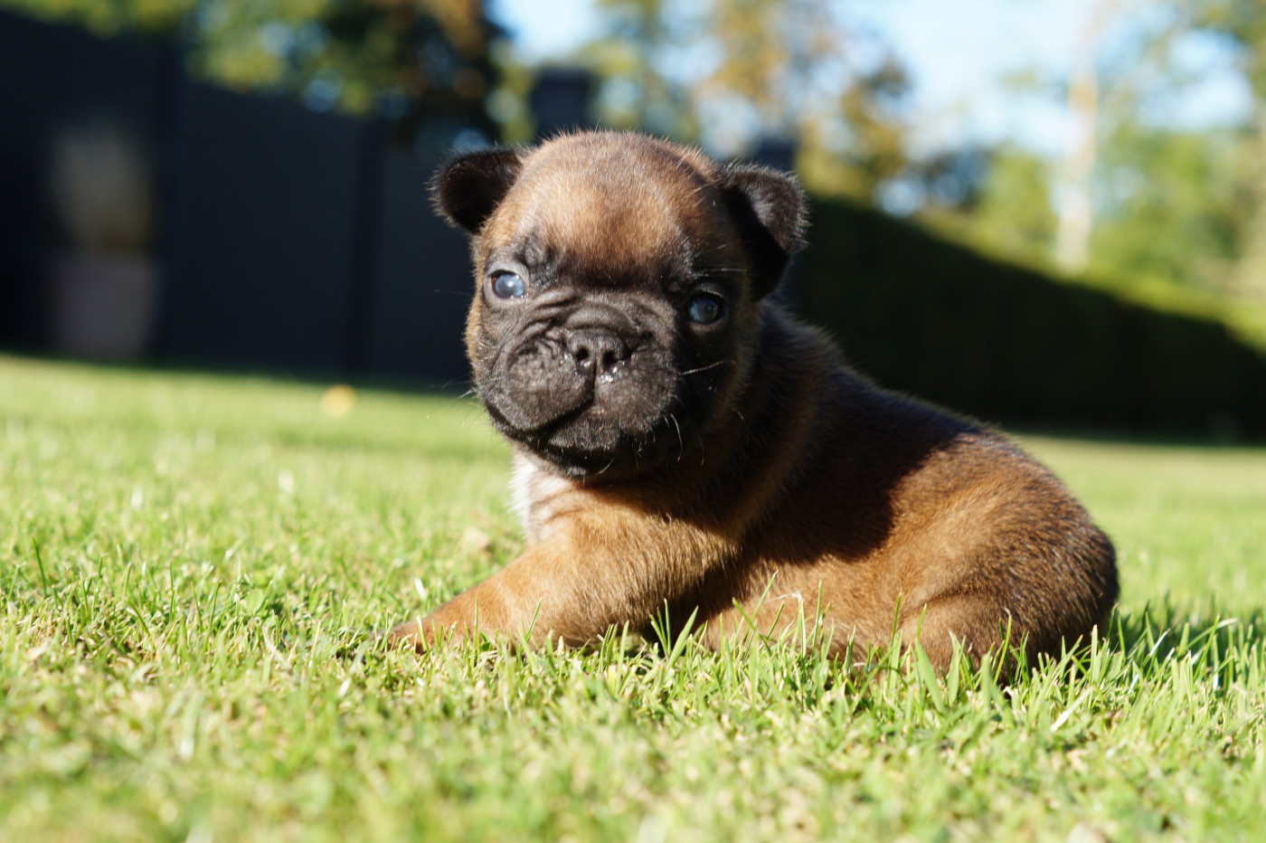 Des Bulls De L'Odon - Chiots disponibles - Bouledogue français