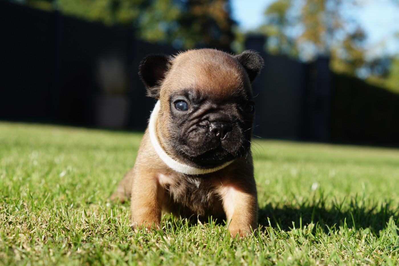 Des Bulls De L'Odon - Chiots disponibles - Bouledogue français