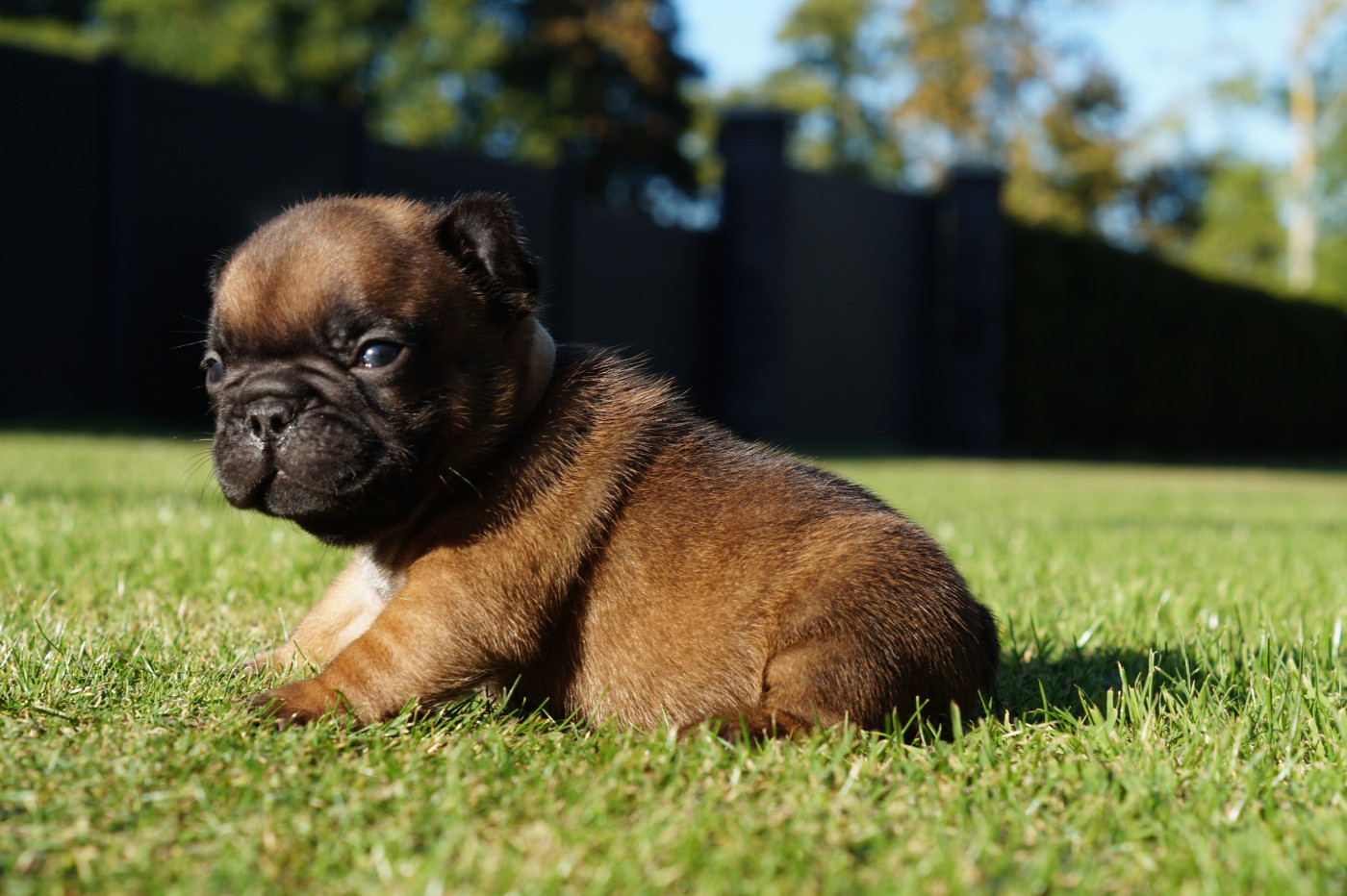 Des Bulls De L'Odon - Chiots disponibles - Bouledogue français