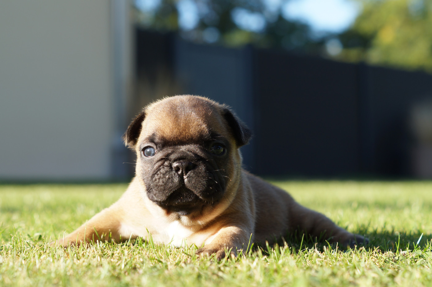 Des Bulls De L'Odon - Chiots disponibles - Bouledogue français