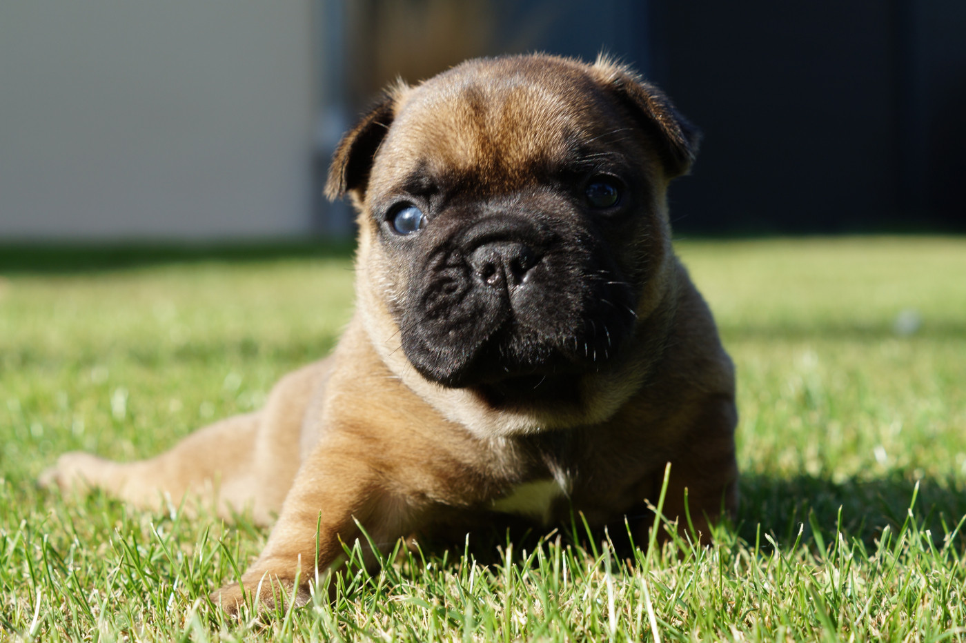 Des Bulls De L'Odon - Chiots disponibles - Bouledogue français