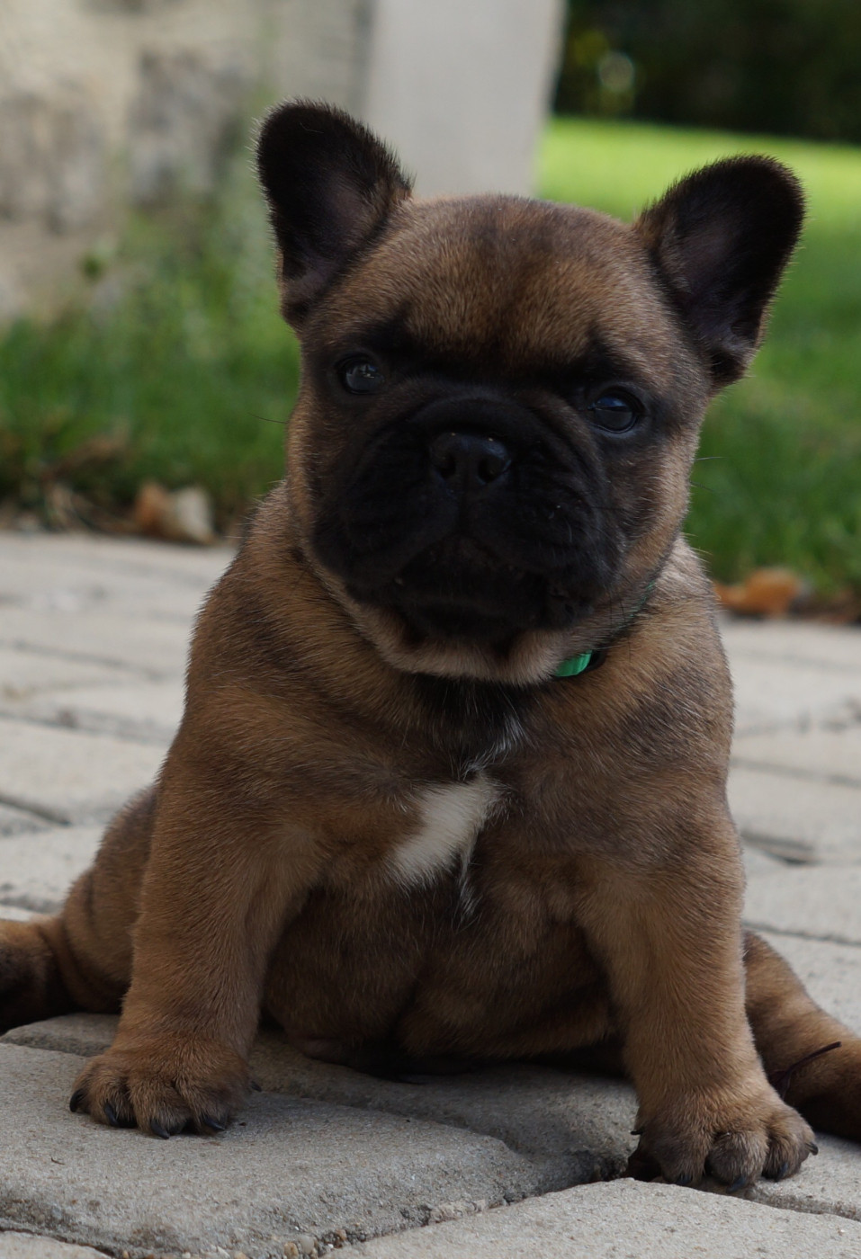 Des Bulls De L'Odon - Chiots disponibles - Bouledogue français