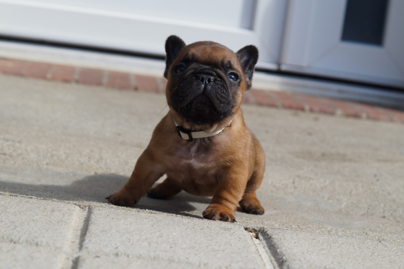 Des Bulls De L'Odon - Chiots disponibles - Bouledogue français