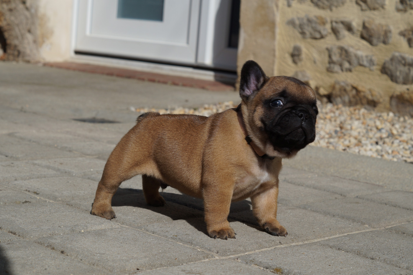 Des Bulls De L'Odon - Chiots disponibles - Bouledogue français