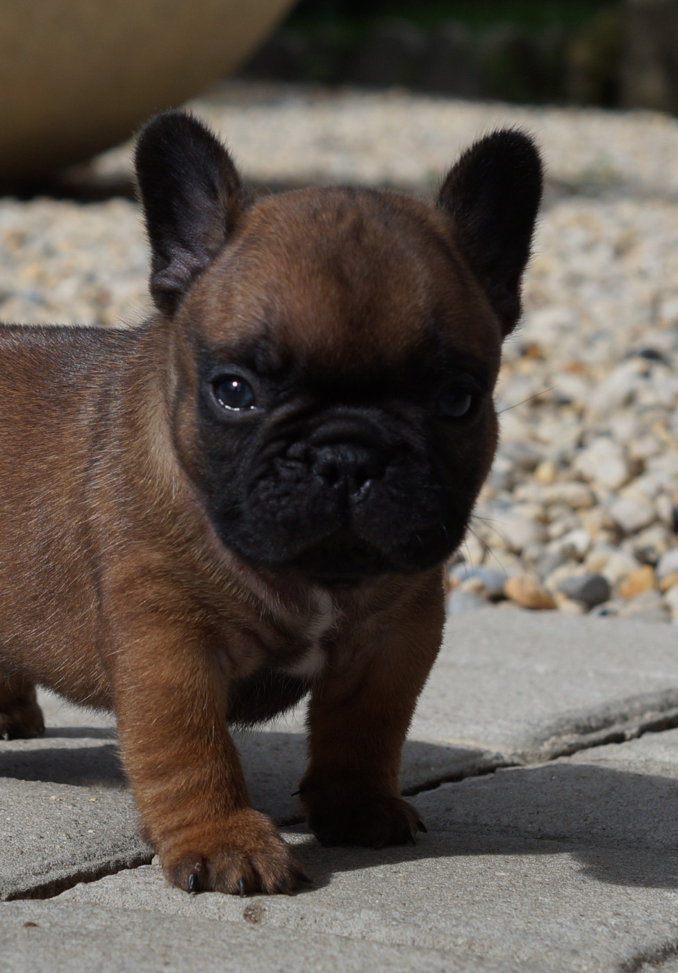 Des Bulls De L'Odon - Chiots disponibles - Bouledogue français
