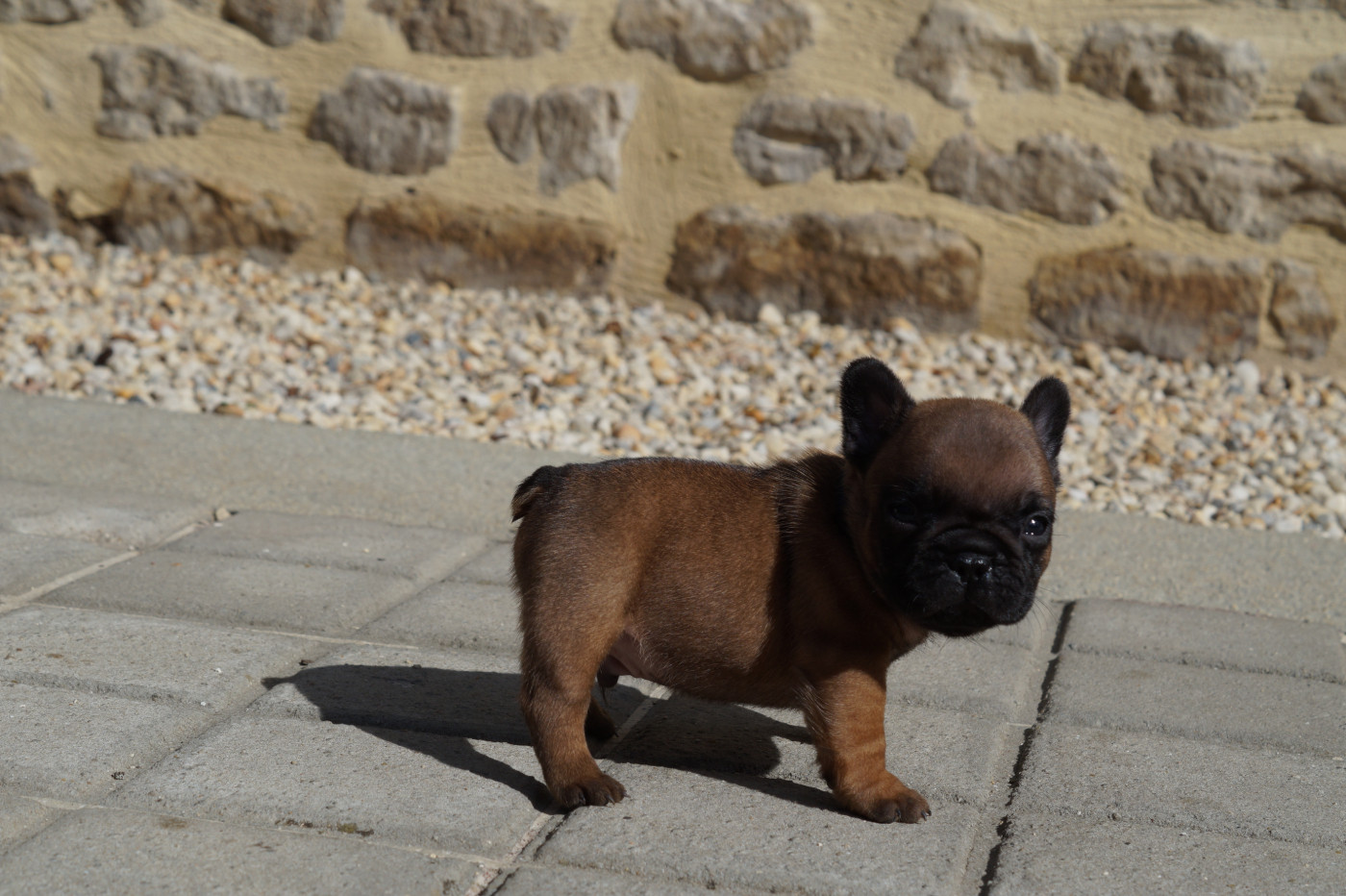 Des Bulls De L'Odon - Chiots disponibles - Bouledogue français