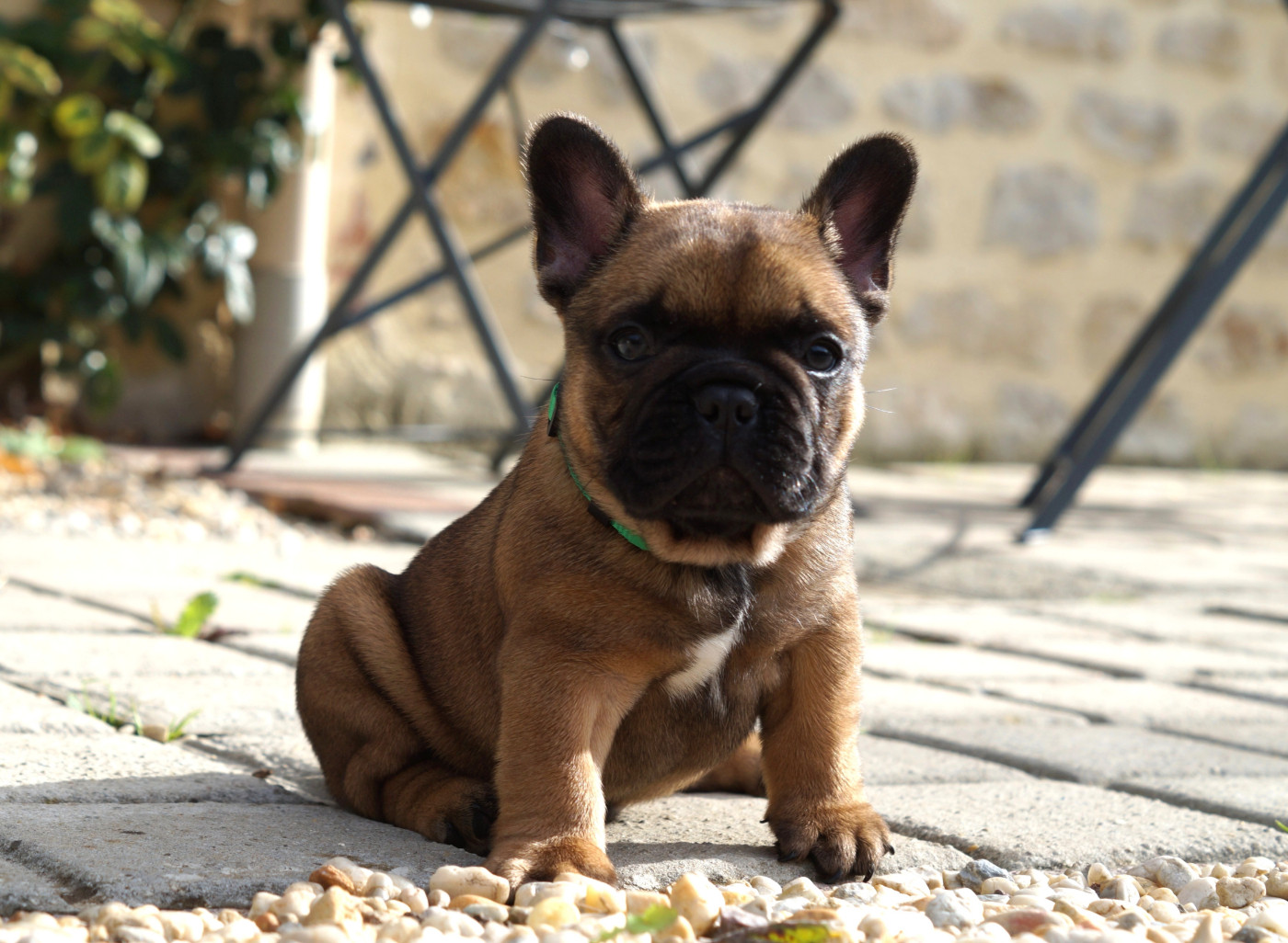 Des Bulls De L'Odon - Chiots disponibles - Bouledogue français