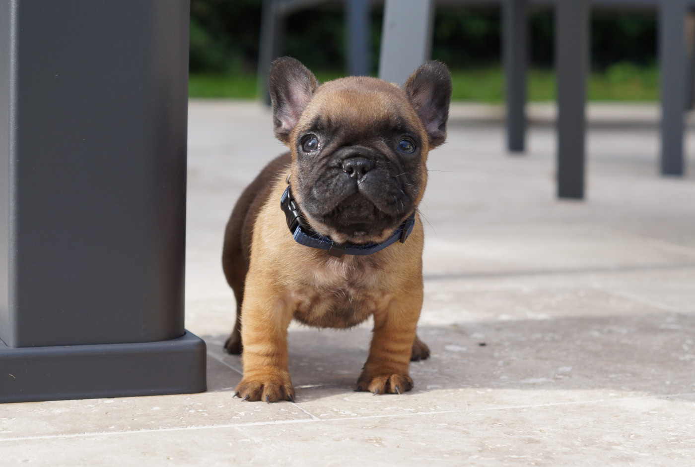 Des Bulls De L'Odon - Chiots disponibles - Bouledogue français
