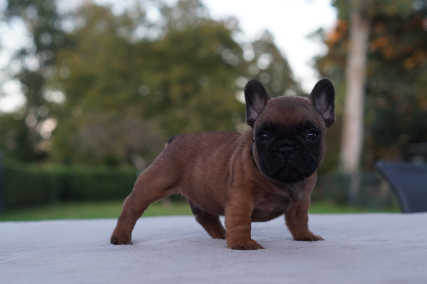 Des Bulls De L'Odon - Chiots disponibles - Bouledogue français
