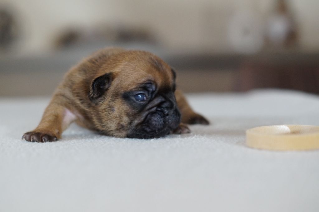 Des Bulls De L'Odon - Chiots disponibles - Bouledogue français