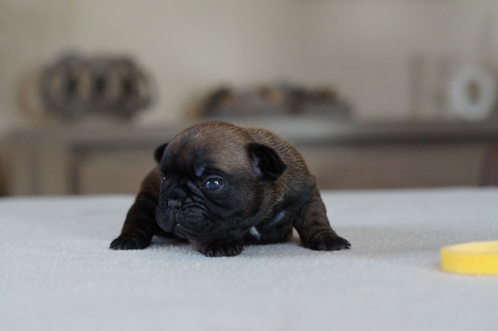 Des Bulls De L'Odon - Chiots disponibles - Bouledogue français