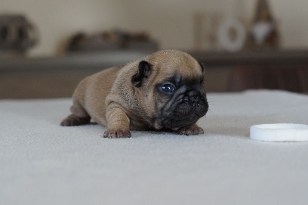 Des Bulls De L'Odon - Chiots disponibles - Bouledogue français