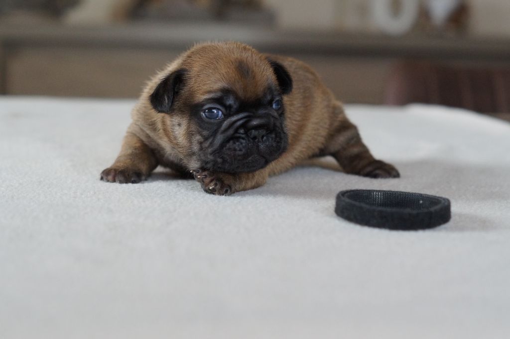 Des Bulls De L'Odon - Chiots disponibles - Bouledogue français