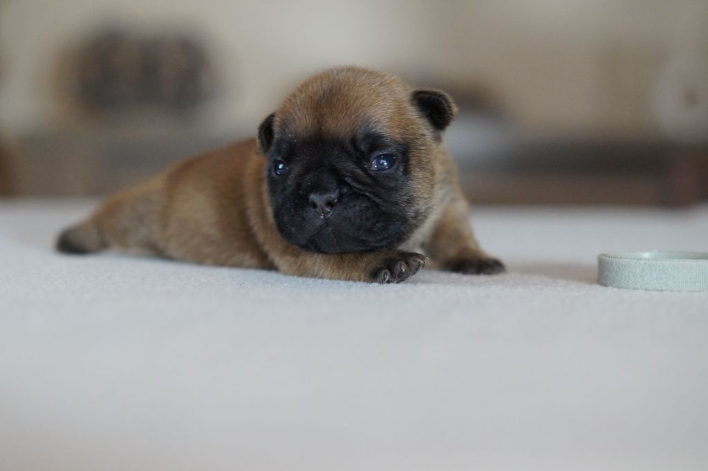 Des Bulls De L'Odon - Chiots disponibles - Bouledogue français