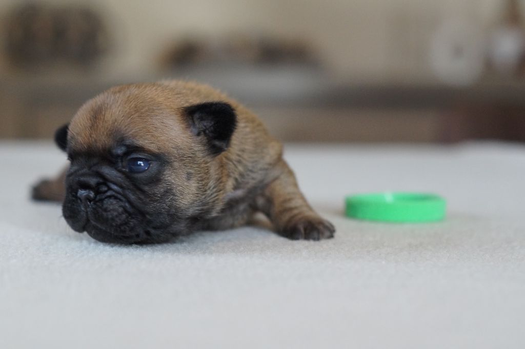 Des Bulls De L'Odon - Chiots disponibles - Bouledogue français