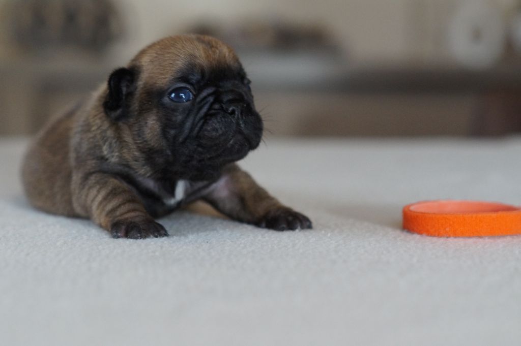 Des Bulls De L'Odon - Chiots disponibles - Bouledogue français